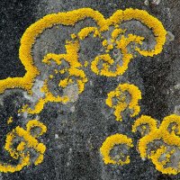 Xanthoria on Gravestone