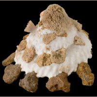 Xenophora granulosa