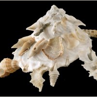 Xenophora pallidula