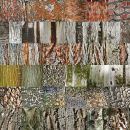 Bark Collage 1