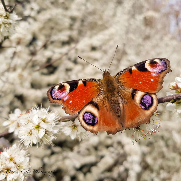 Butterfly on Blossom