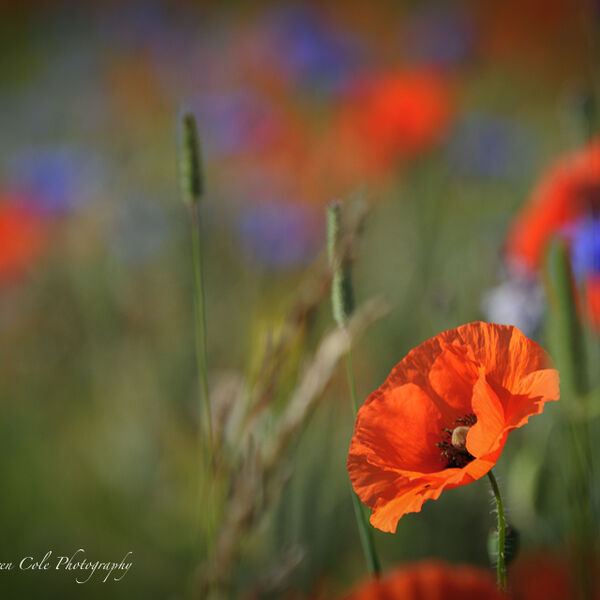 Red Poppy and Blue Cornflower