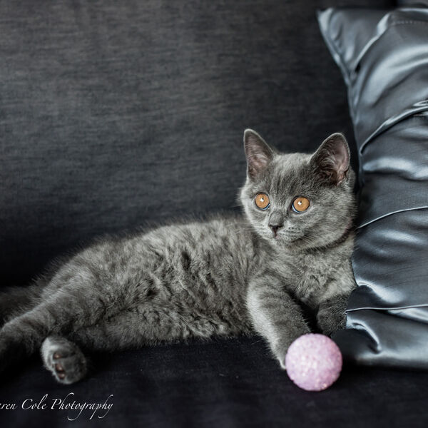 British Blue