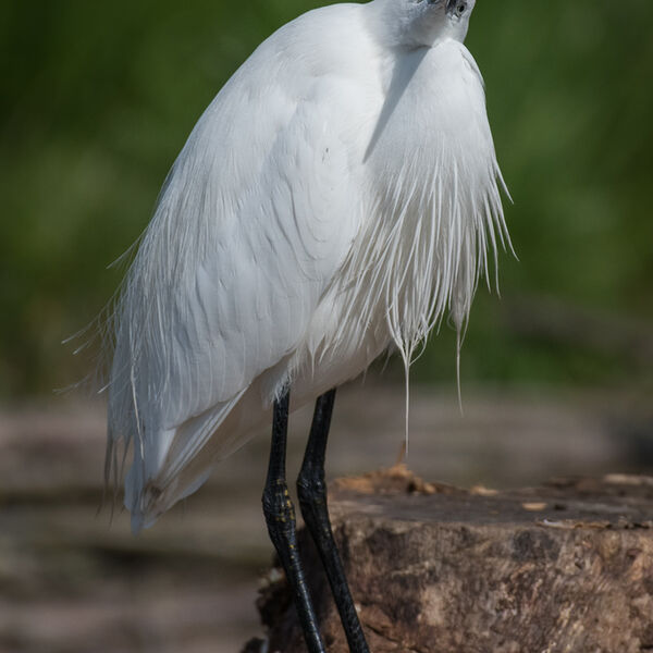 Inquisitive Egret