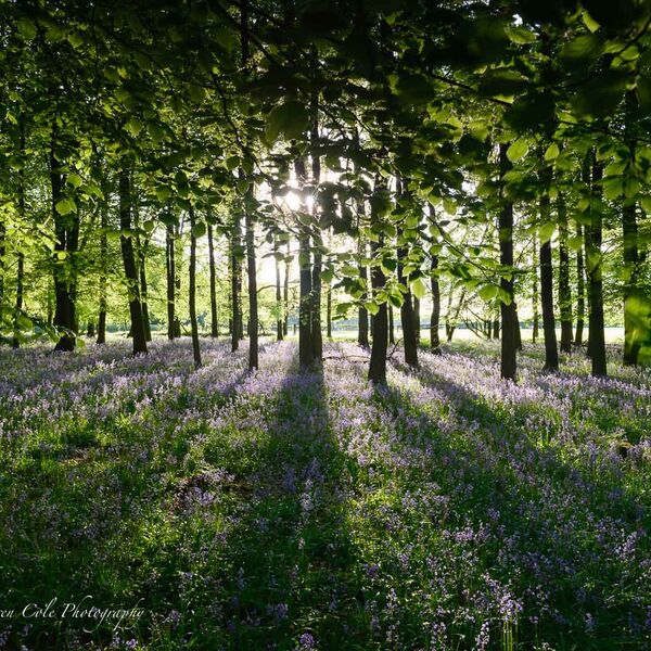 Backlit Beech Trees and Bluebells- Long Shadows