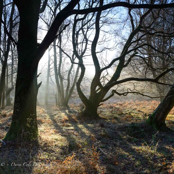 Backlit Trees - Early Mist