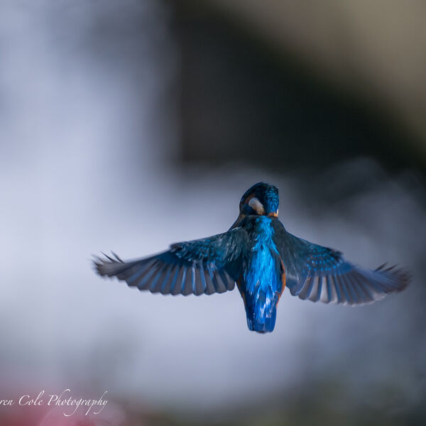 Kingfisher - Hover