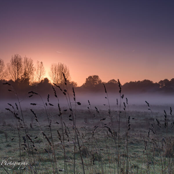 Misty Sunrise Grass Silhouettes