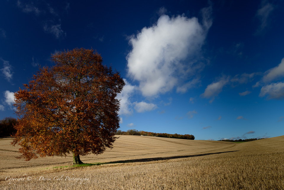 Autumn Colours and Blue Sky