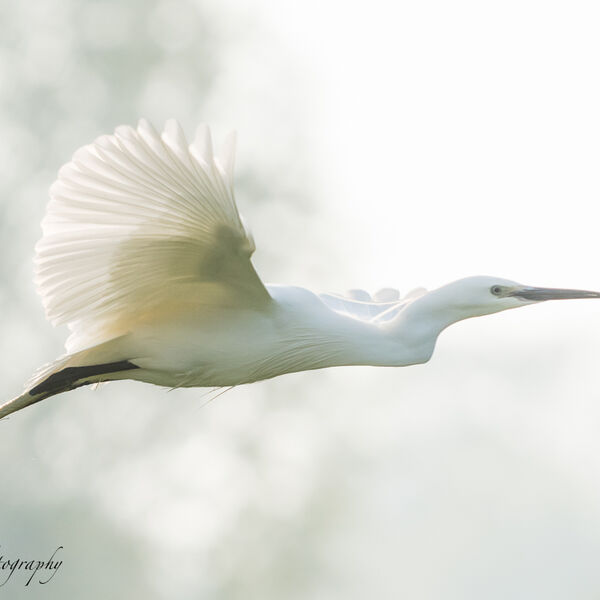 Egret Backlit in Flight 2