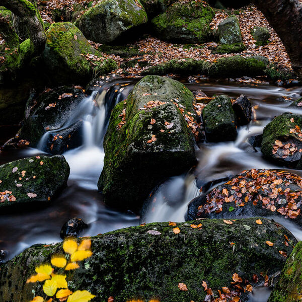 Padley Gorge Autumn Colour