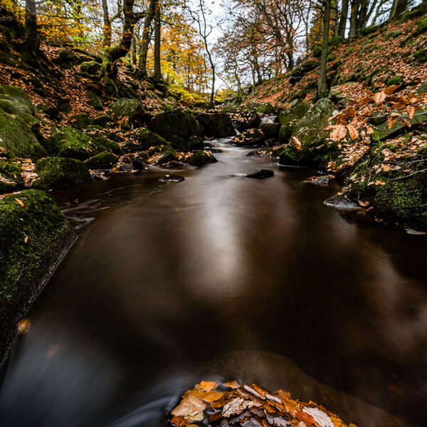 Padley Gorge Autum Colour
