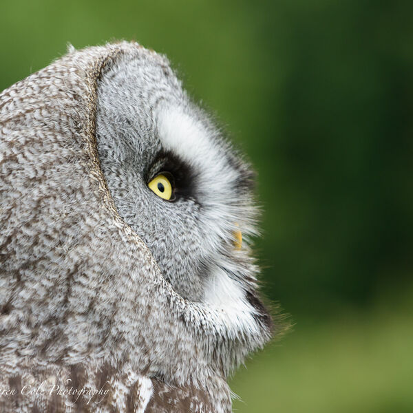 Grey Owl - Looking Right