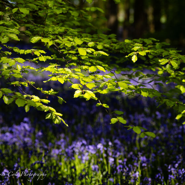 Bluebells Beech Leaves Spring