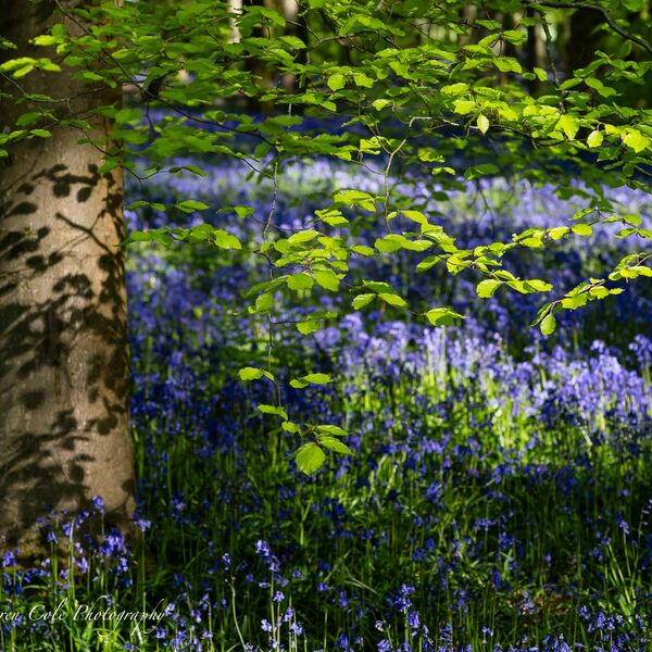 Beech Tree and Bluebells Spring
