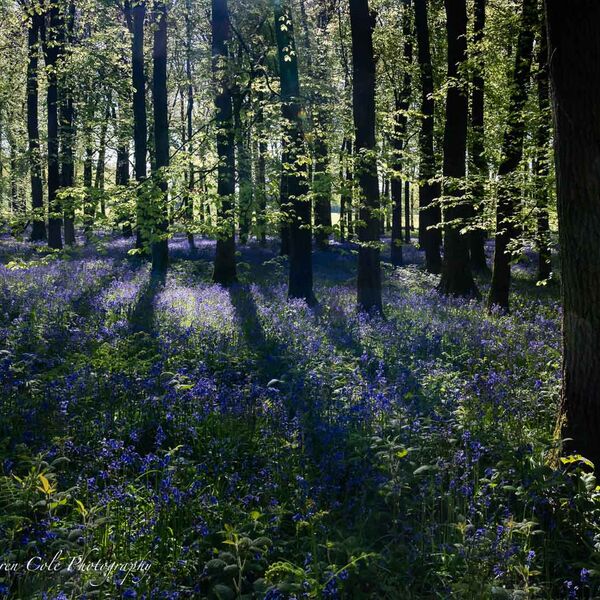 Bluebell Wood Trees low shadow