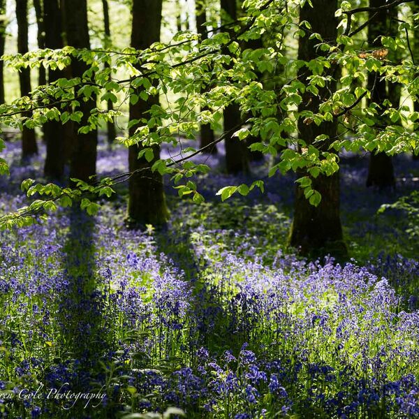 Bluebells Tree Shadows