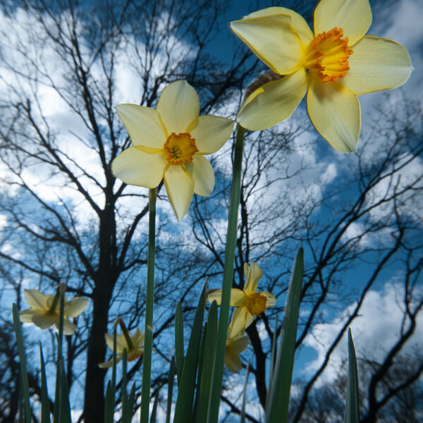 Daffodils and Sky
