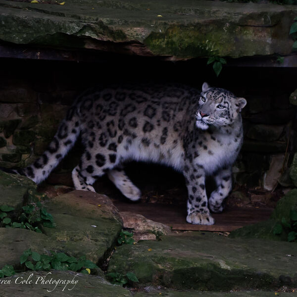 Snow Leopard