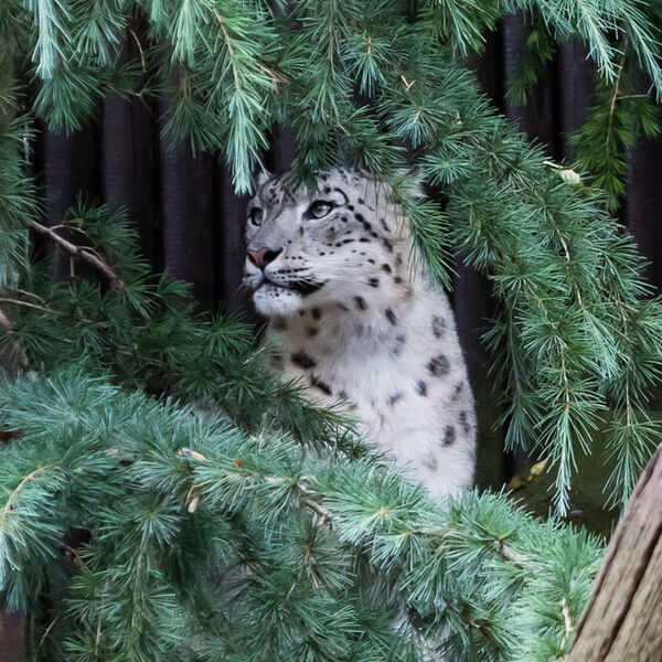Snow Leopard