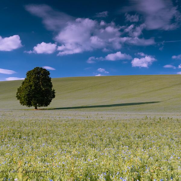 Tree Shadow Blue Sky Clouds