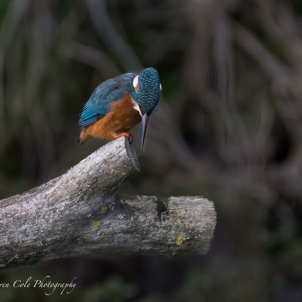 Kingfisher - Did I see lunch?