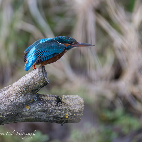 Kingfisher - Ready steady ...