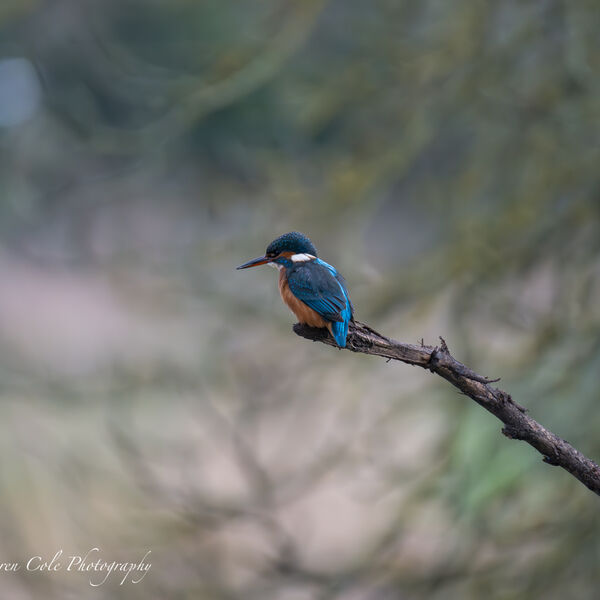 Kingfisher - This is a good spot for some fishing.