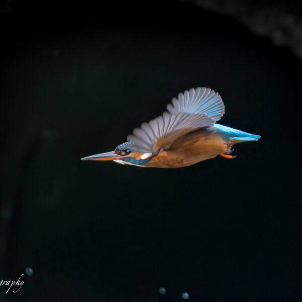 Kingfisher