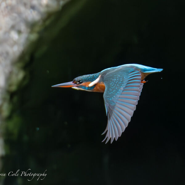 Kingfisher