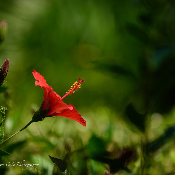 Red Flower - Crete - DSC 9486