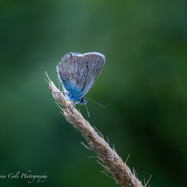 Little Blue on grass