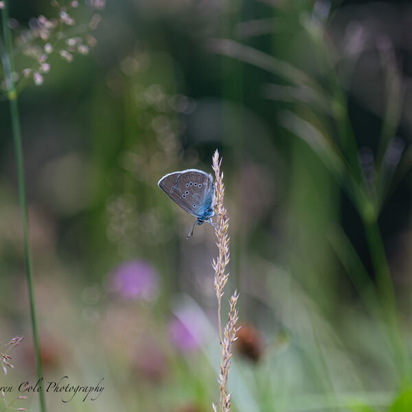 Little Blue on grass