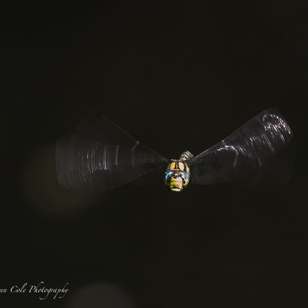 Dragon Fly in Flight