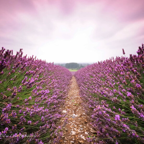 Lavender Field Sunrise