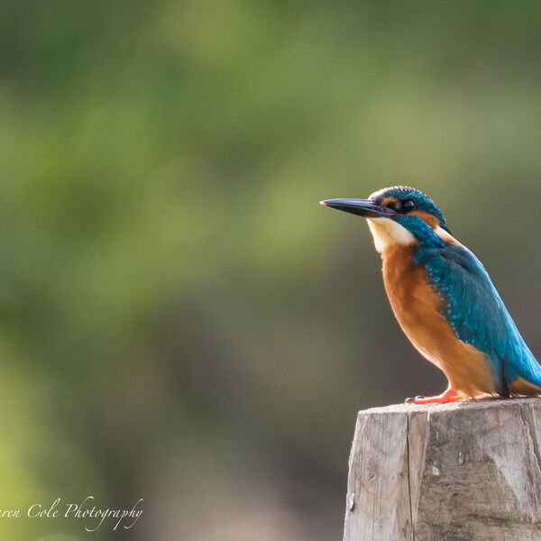 Kingfisher