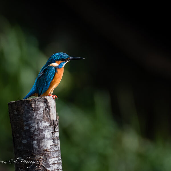 Kingfisher