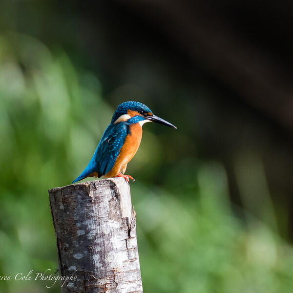 Kingfisher