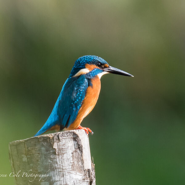 Kingfisher - Oi! No pettin' in the pool please!
