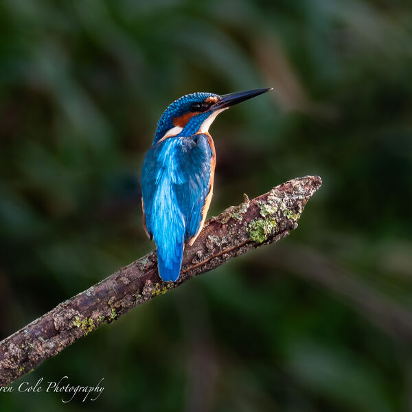 Kingfisher