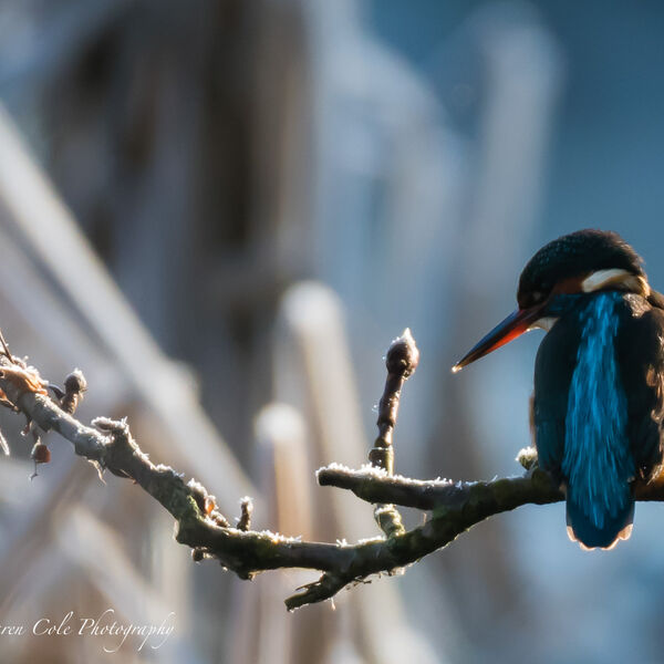 Kingfisher