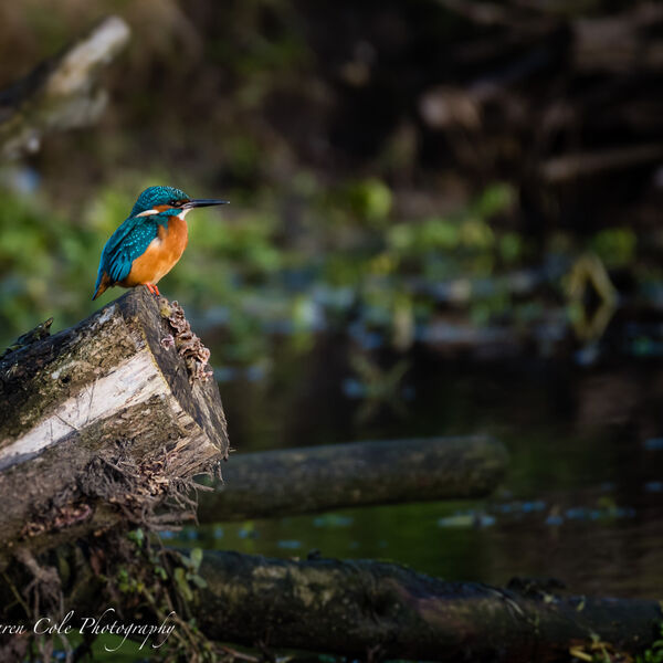 Kingfisher - I know I'm little, but if your name ain't on the list, you aint comin' in!