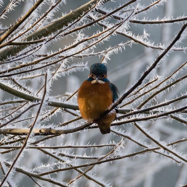Kingfisher - No one will see me here