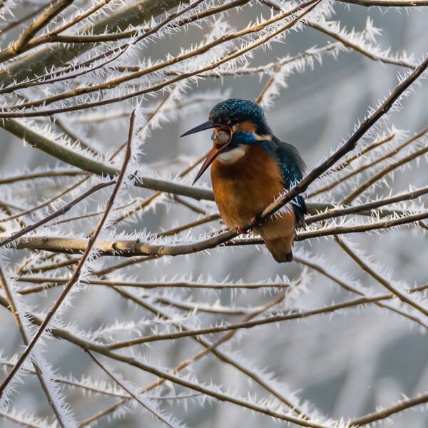 Kingfisher