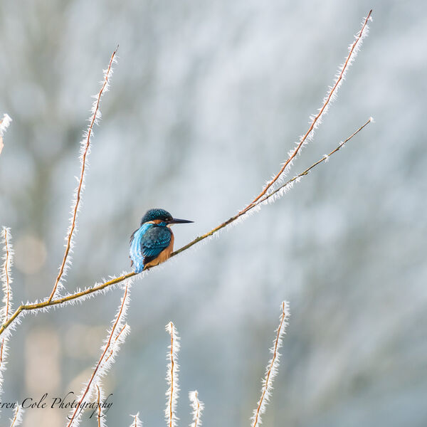 Kingfisher