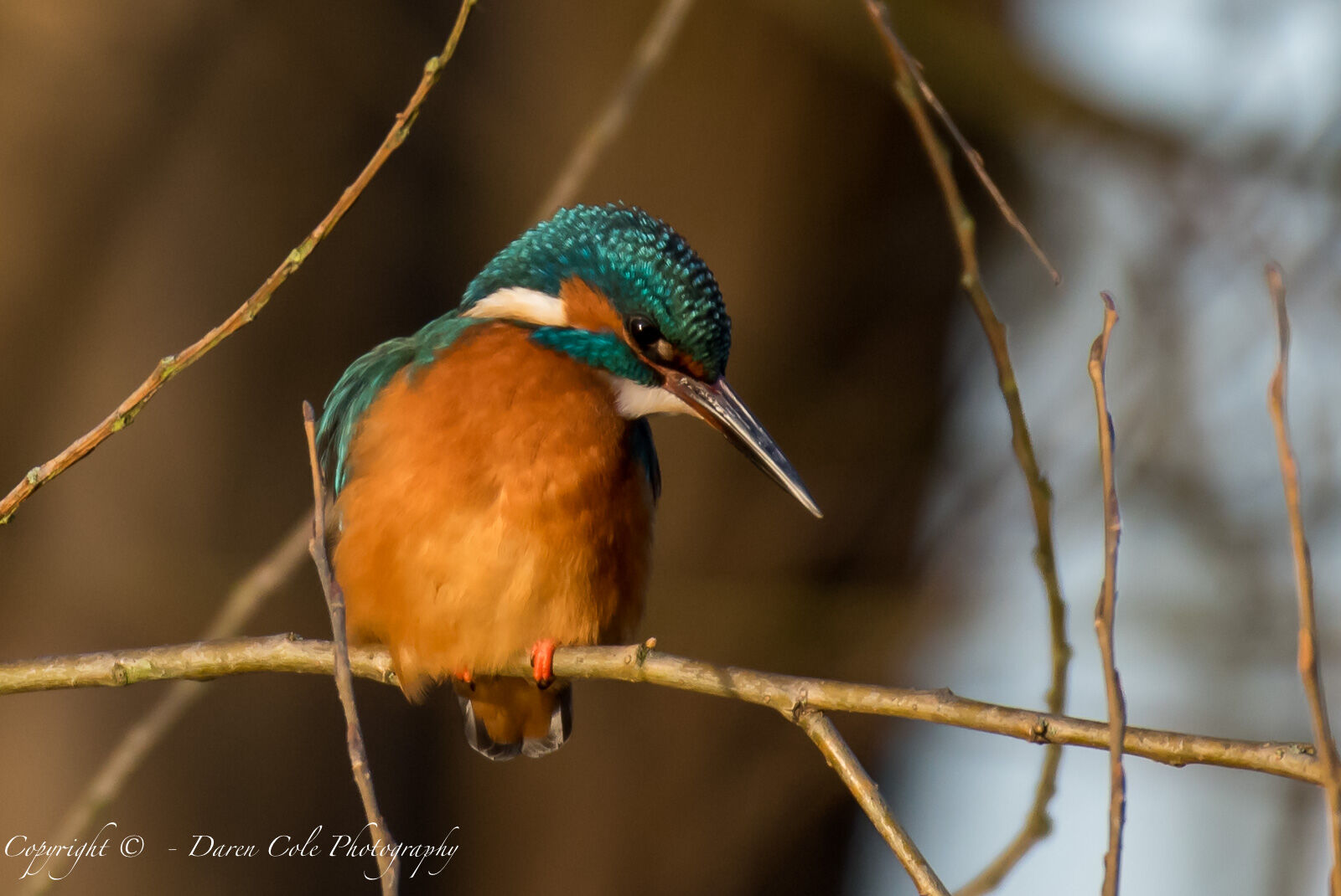 Kingfisher