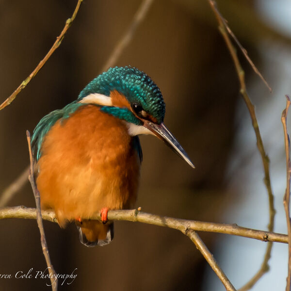 Kingfisher - Perched in the sun