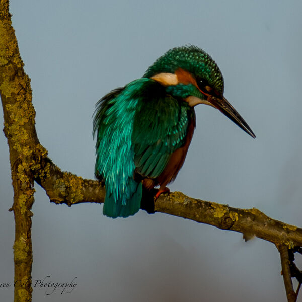 Kingfisher - I look good in this light, ay!