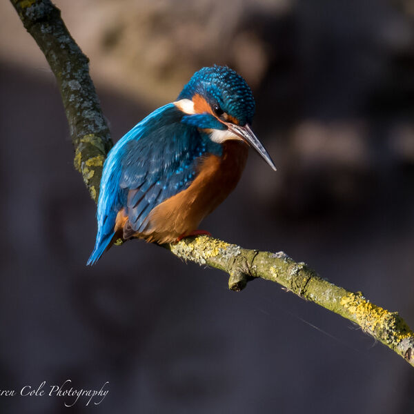 Kingfisher