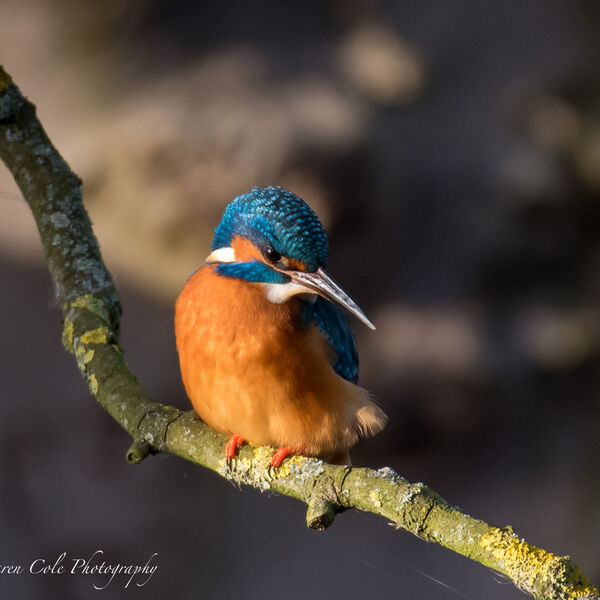 Kingfisher